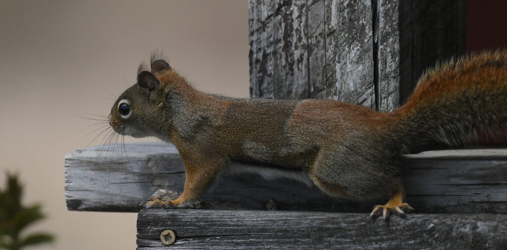 squirrelporch